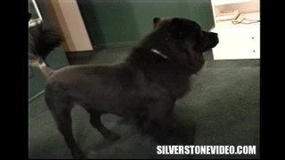 Нэнси Ви Страпон Alex Дэйн